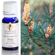 Load image into Gallery viewer, Buckley &amp; Phillips Gumleaf Essential Oil Pure - Pine Scotch (Pinus Sylvestris)
