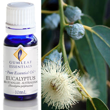 Load image into Gallery viewer, Buckley &amp; Phillips Gumleaf Essential Oil Pure - Eucalyptus Blue Mallee (Eucalyptus polybractea)
