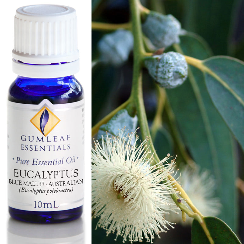 Buckley & Phillips Gumleaf Essential Oil Pure - Eucalyptus Blue Mallee (Eucalyptus polybractea)