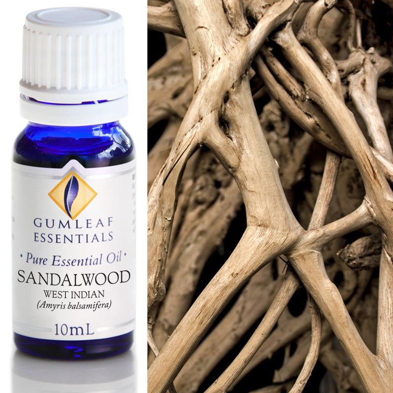 Buckley & Phillips Gumleaf Essential Oil Pure - Sandalwood West Indian (Amyris balsamifera)
