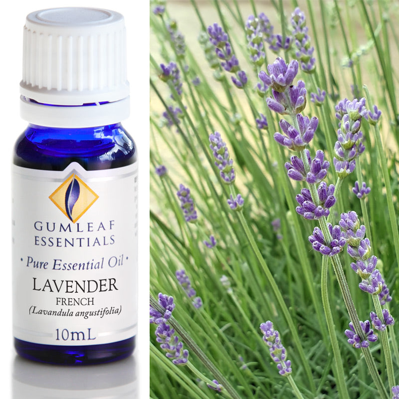 Buckley & Phillips Gumleaf Essential Oil Pure - Lavender - French (Lavandula angustifolia)