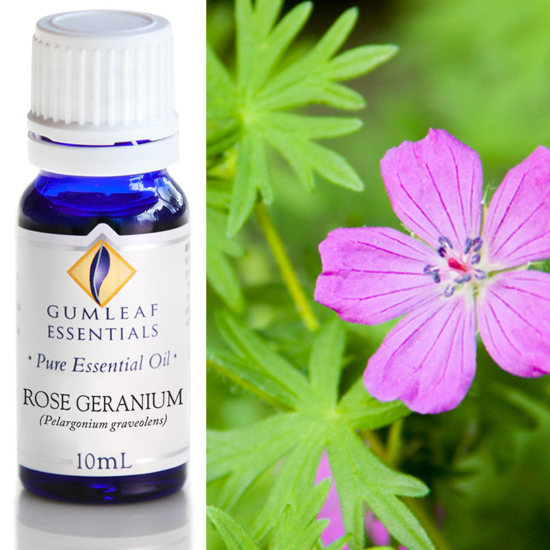 Buckley & Phillips Gumleaf Essential Oil Pure - Rose Geranium (Pelargonium graveolens)