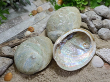Load image into Gallery viewer, Australian Raw Natural Abalone Shell Small
