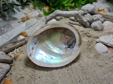 Load image into Gallery viewer, Australian Raw Natural Abalone Shell Small
