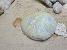 Load image into Gallery viewer, Australian Raw Natural Abalone Shell Small
