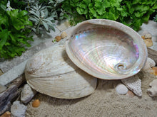 Load image into Gallery viewer, Australian Raw Natural Abalone Shell Extra Large

